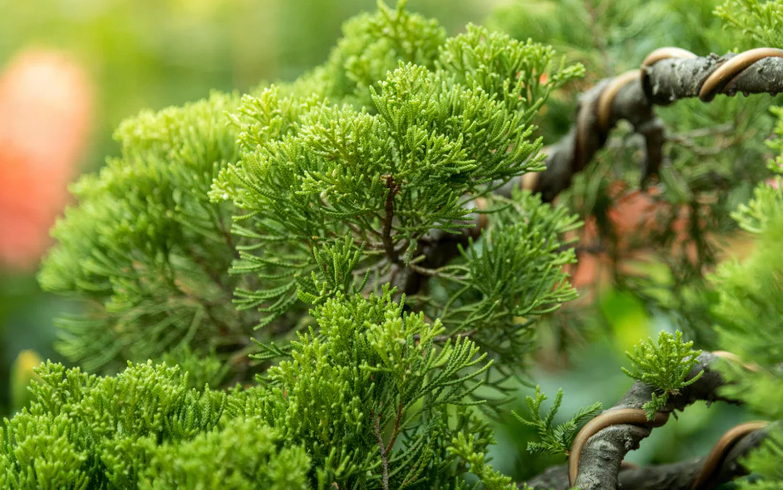 Bonsai - Chive Plant Studio