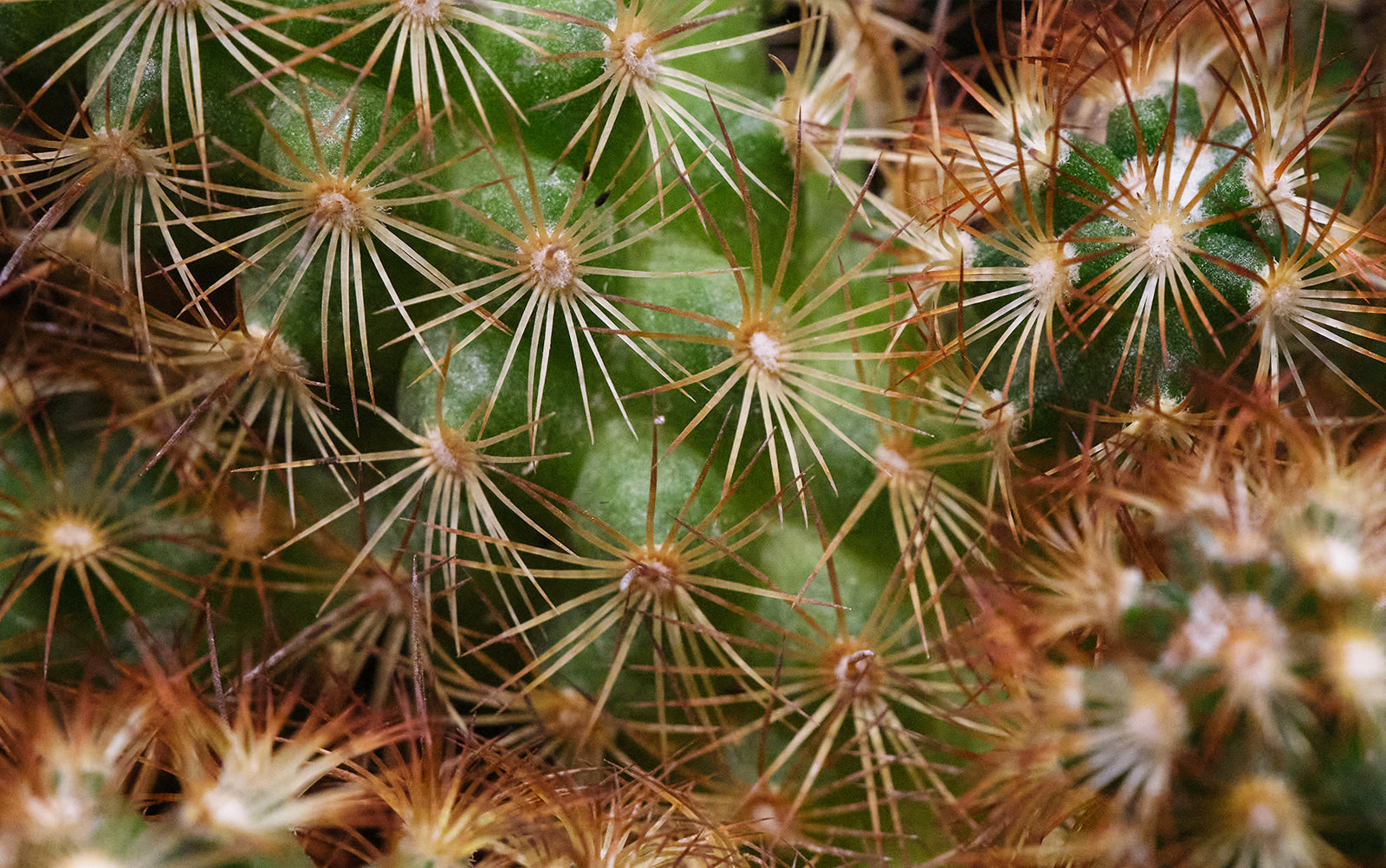 Cactus - Chive Plant Studio