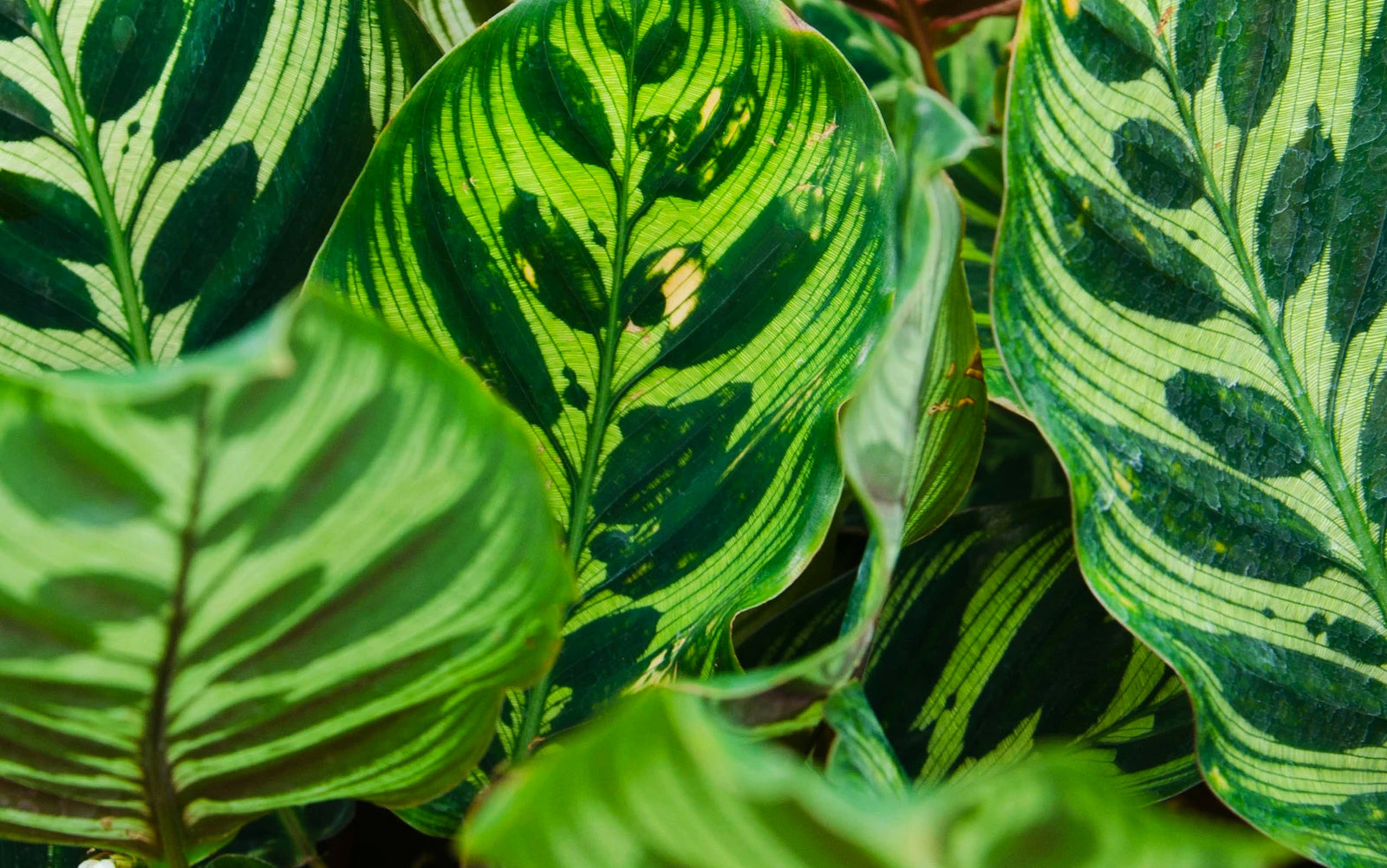 Calathea - Chive Plant Studio