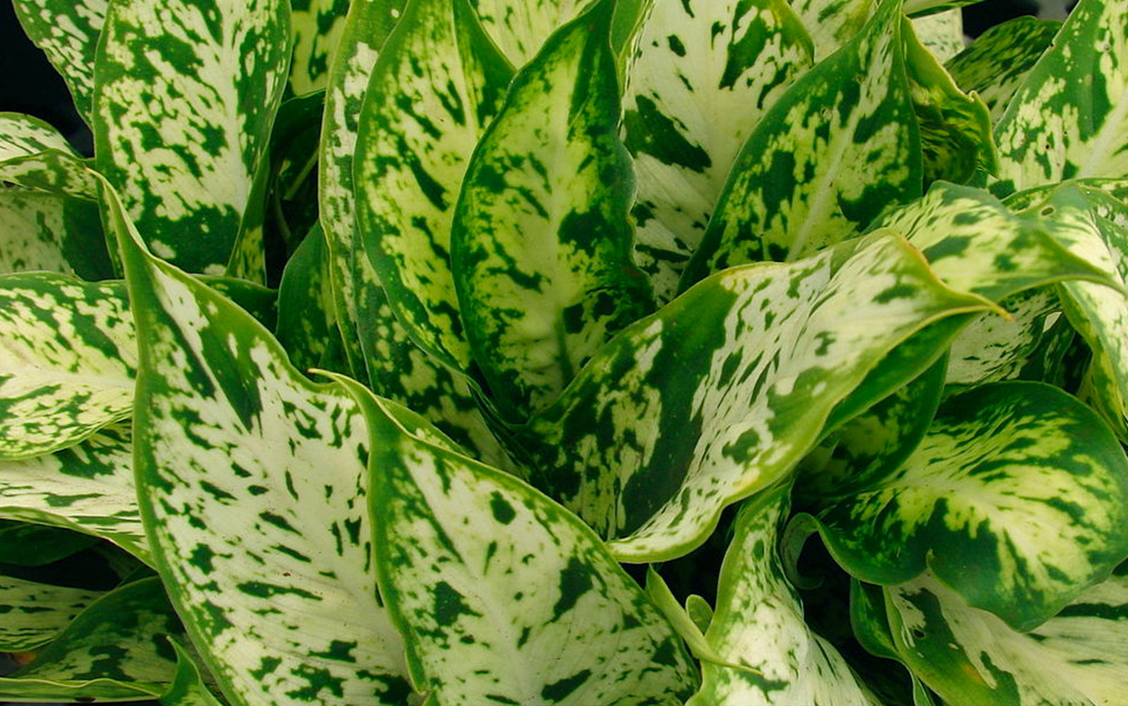 Dieffenbachia - Chive Plant Studio