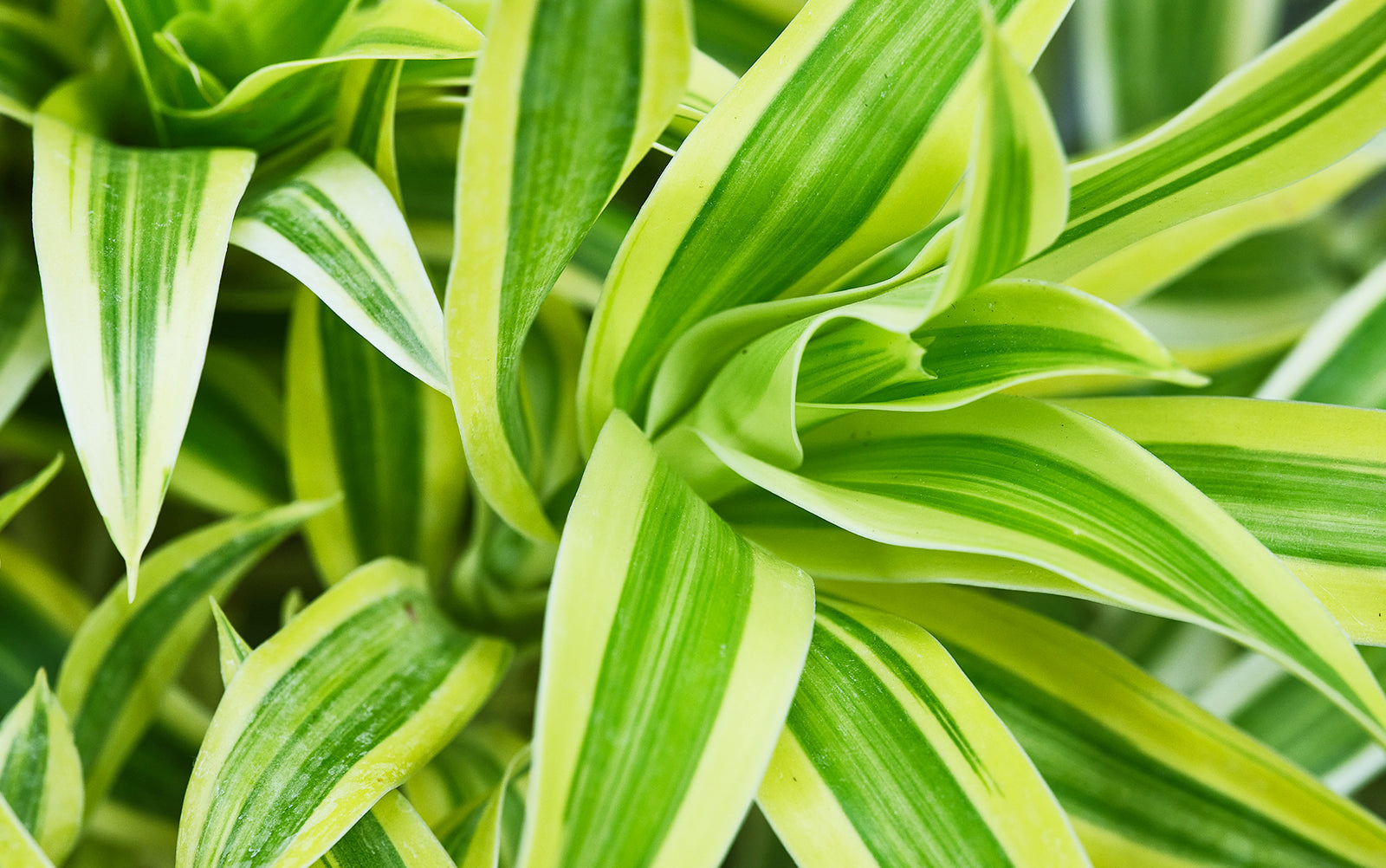 Dracaena - Chive Plant Studio