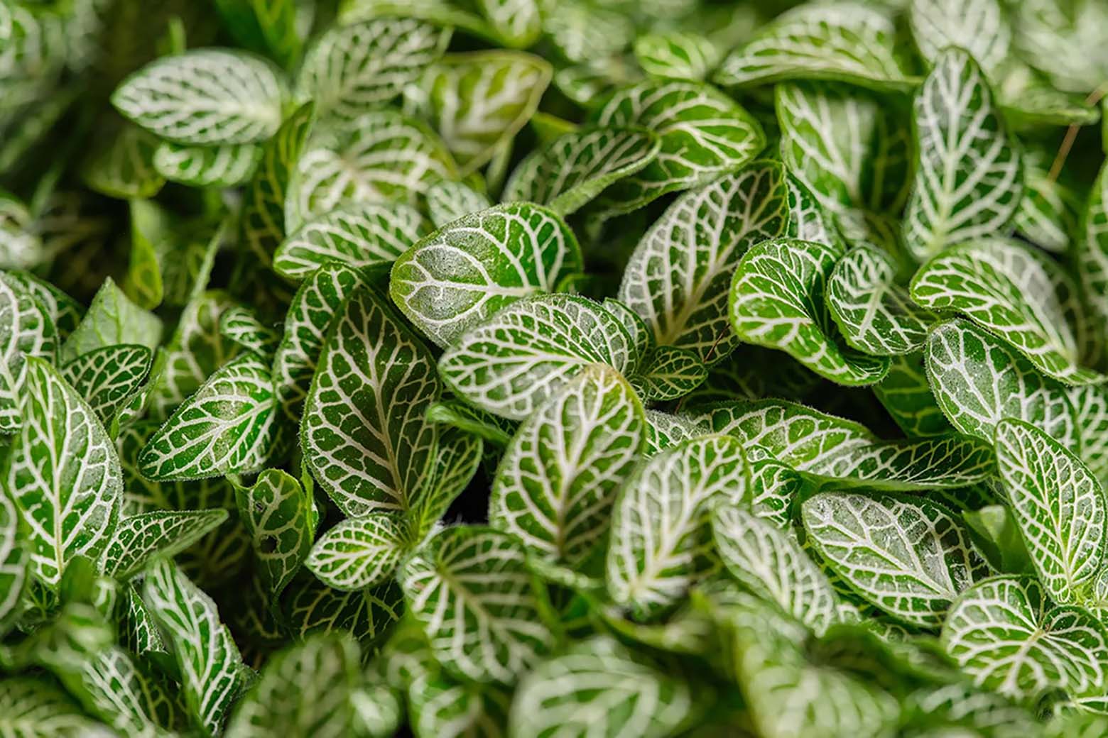 Fittonia (Nerve Plant) Care: Light, Water, Varieties - Chive Studio