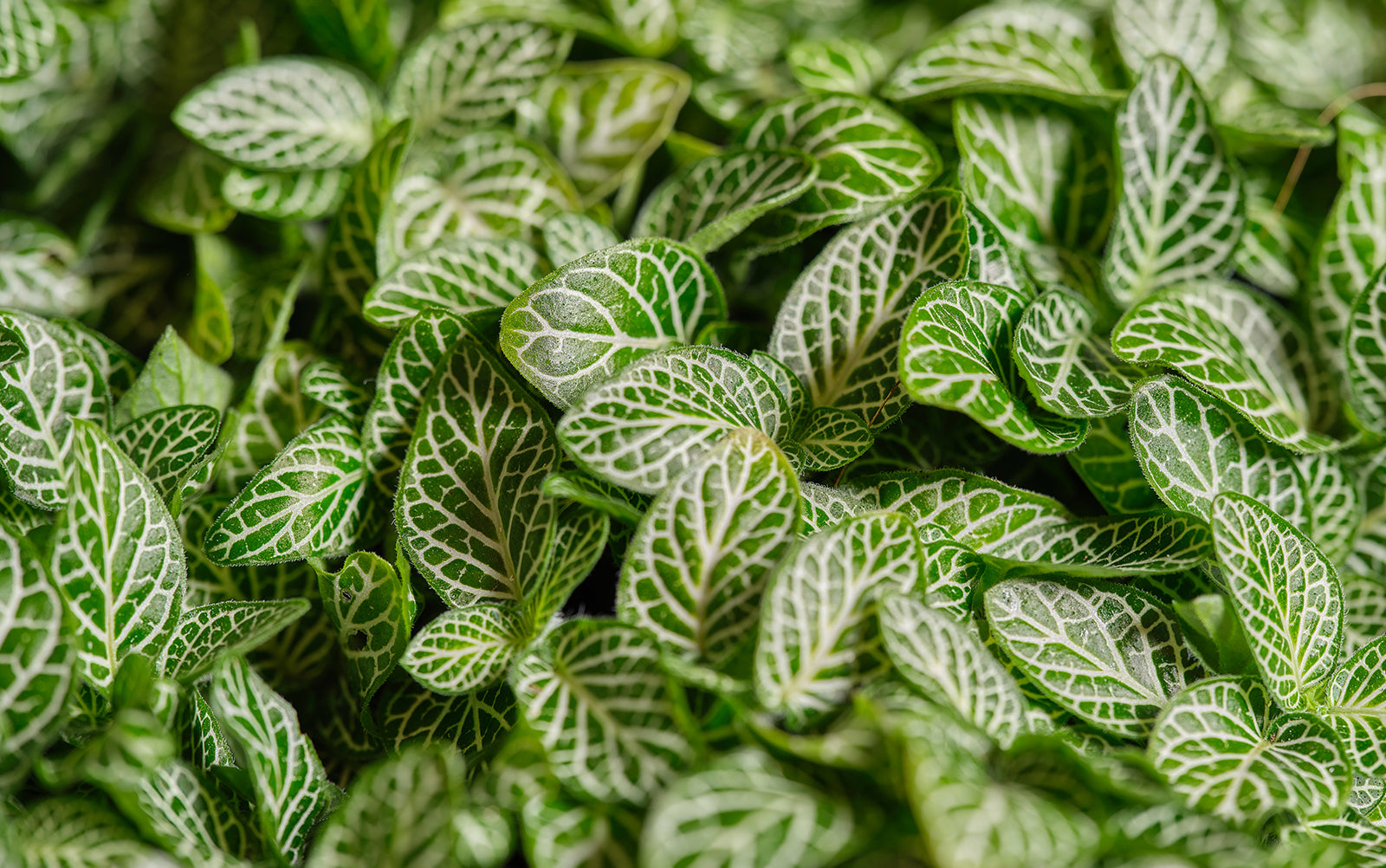 Fittonia - Chive Plant Studio