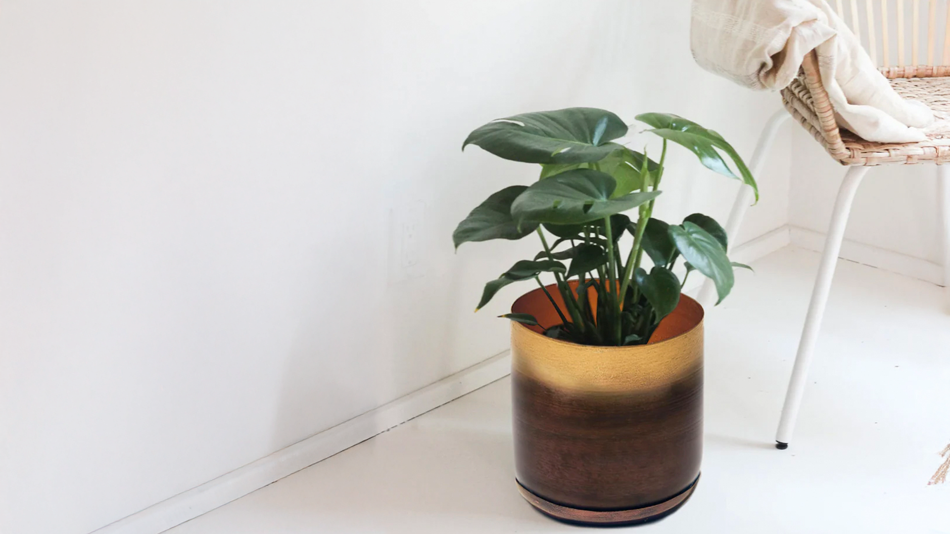 Plant Delivery Toronto