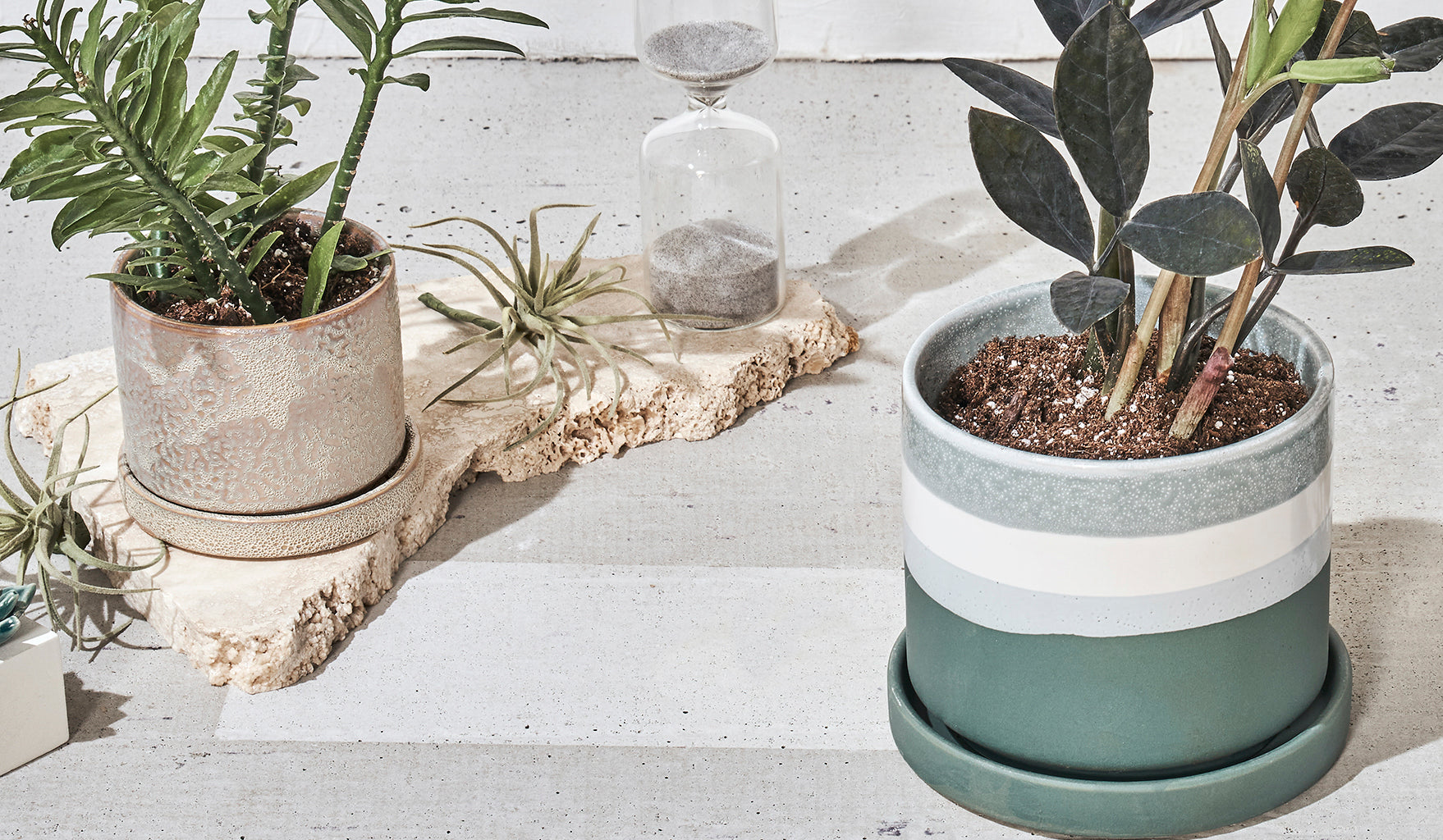 Plants for Small Spaces: Toronto's Guide to Compact Greenery for Condos & Apartments