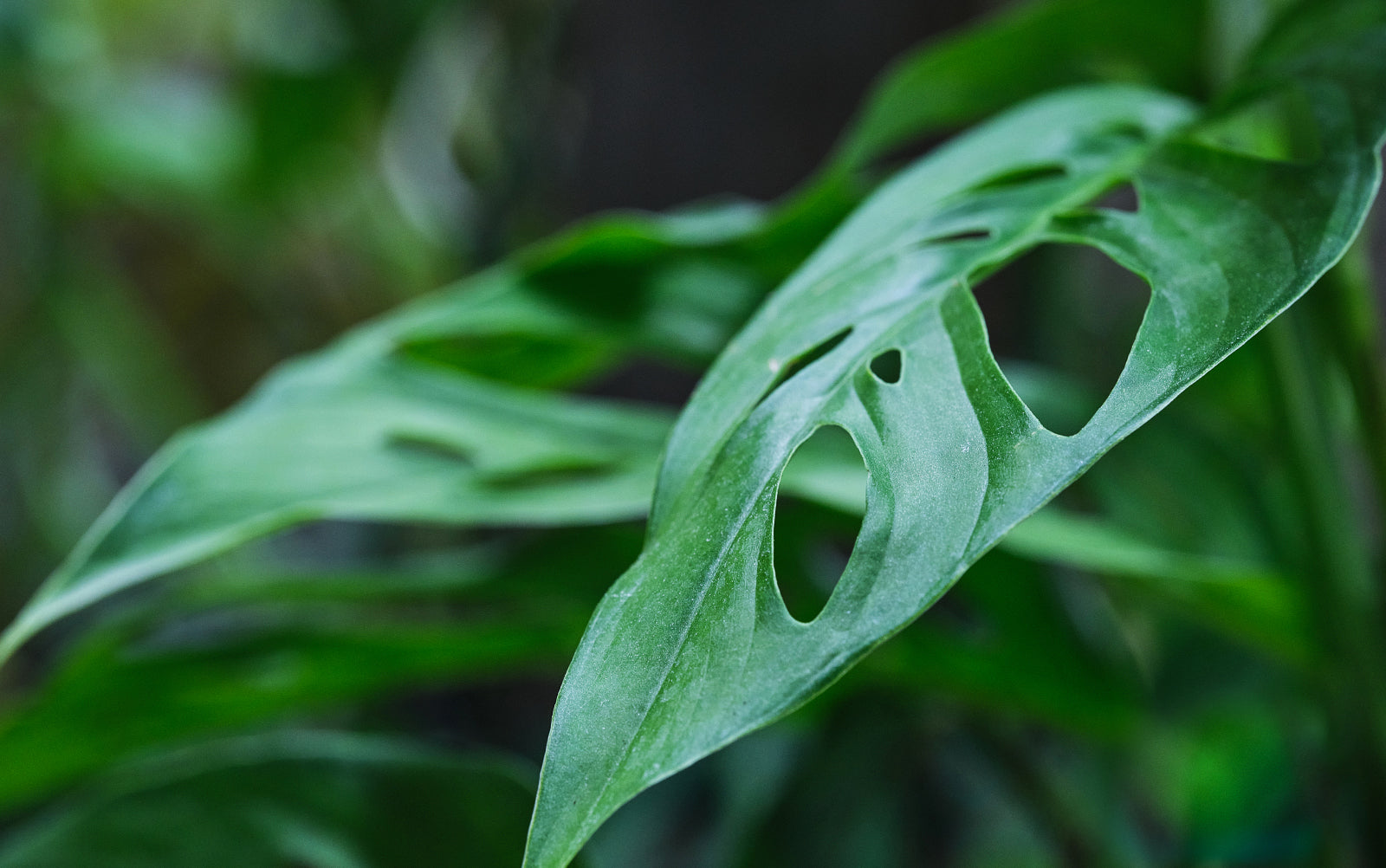 Monstera - Chive Plant Studio