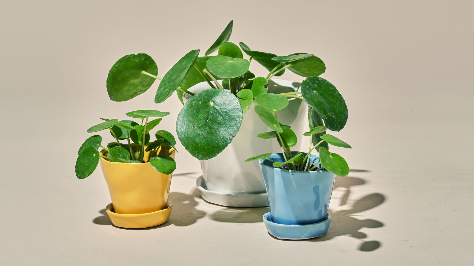 Ceramic Plant Pots