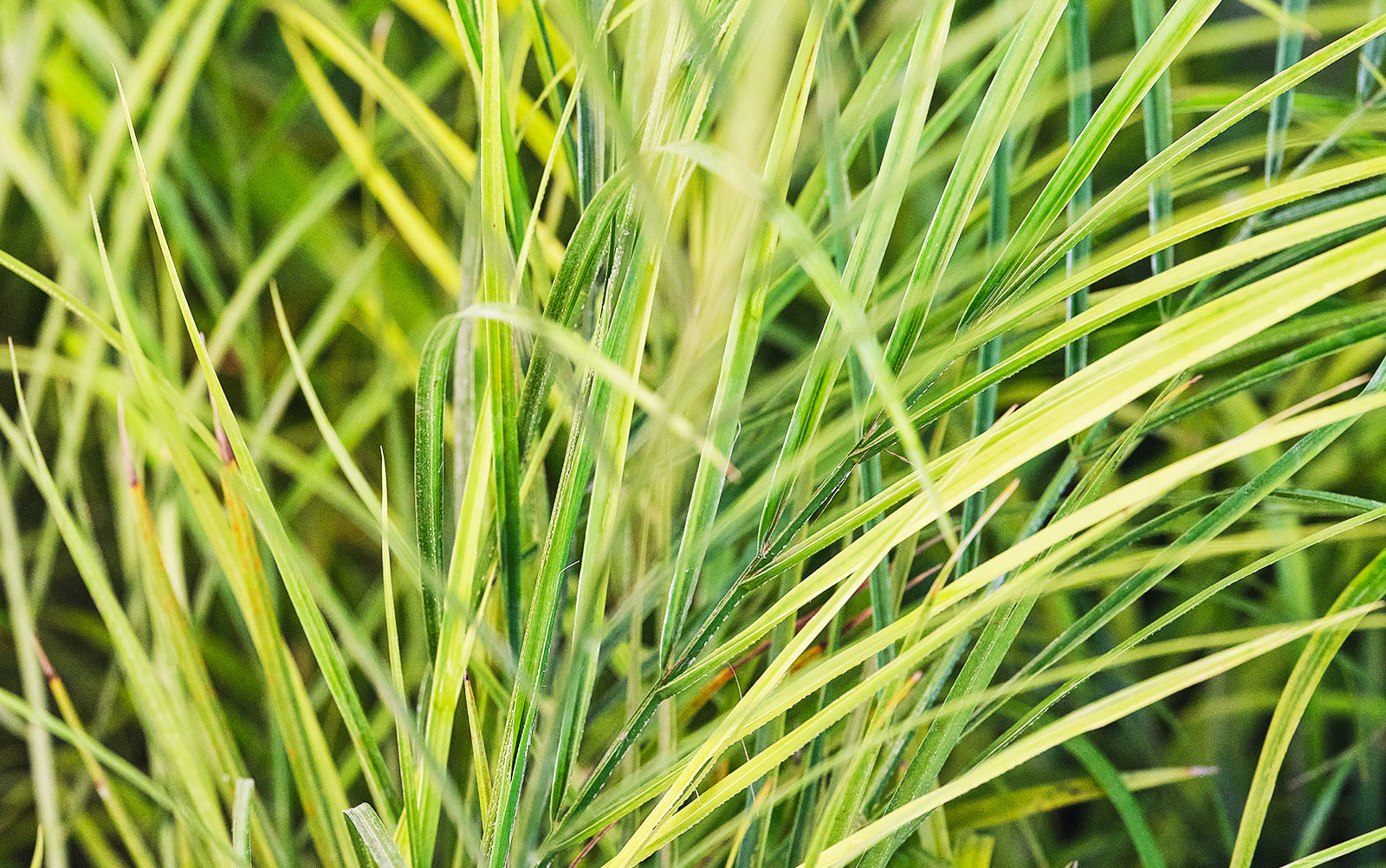 Palm - Chive Plant Studio