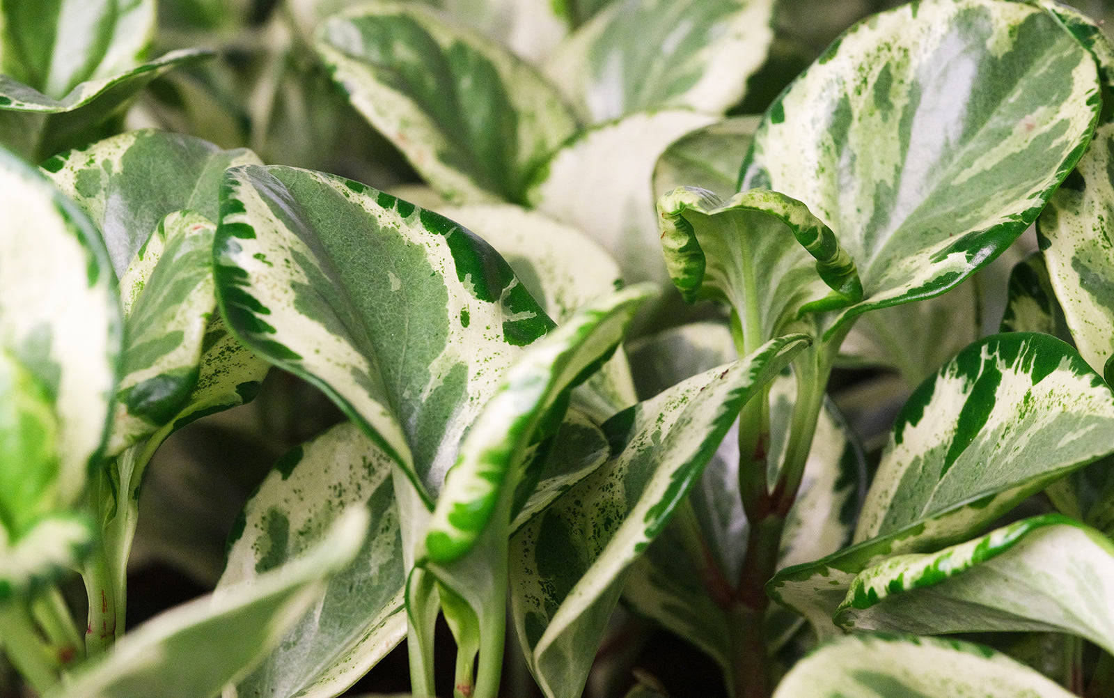 Peperomia - Chive Plant Studio