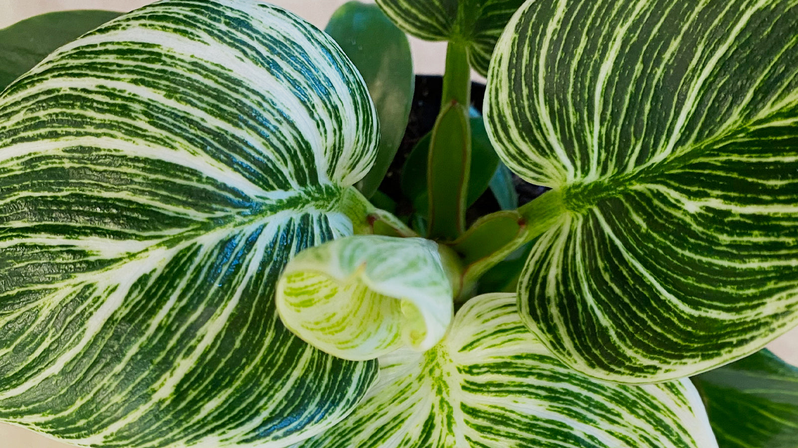 Philodendron - Chive Plant Studio