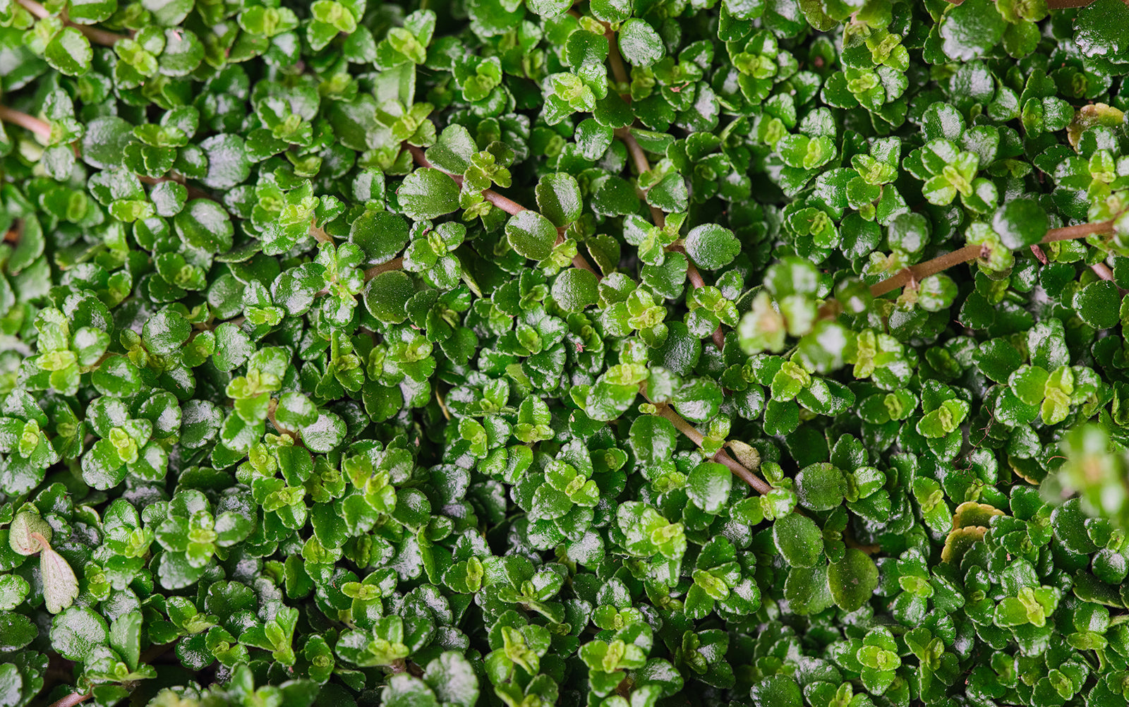 Pilea - Chive Plant Studio