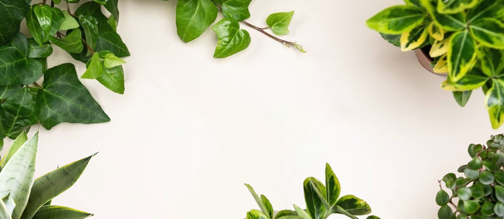 The Ultimate Repotting Guide (for Those Who Can't Keep a Plant Alive...Yet)