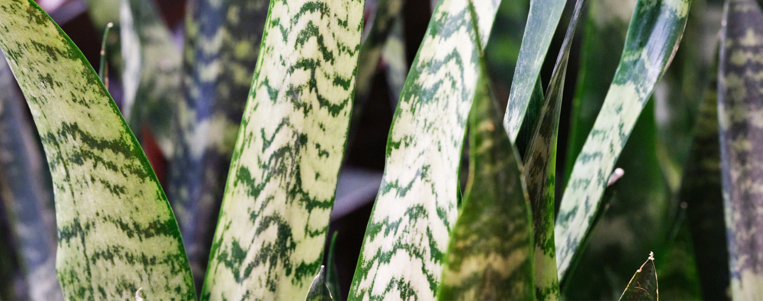 Sansevieria - Chive Plant Studio