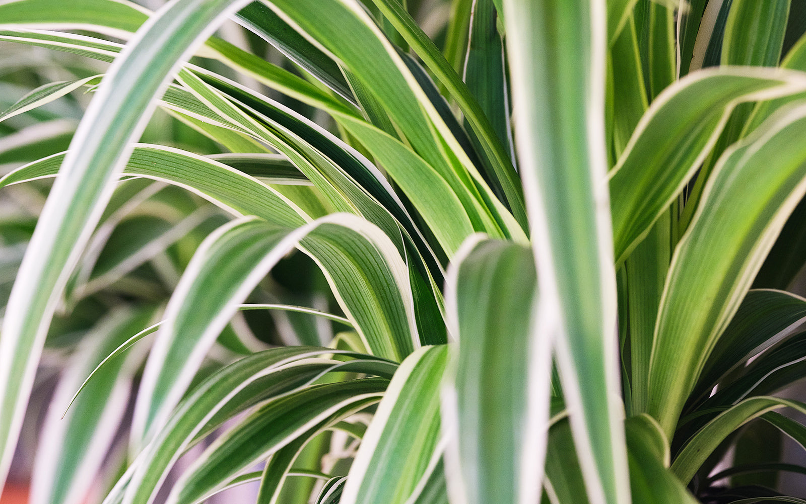 Spider Plant - Chive Plant Studio