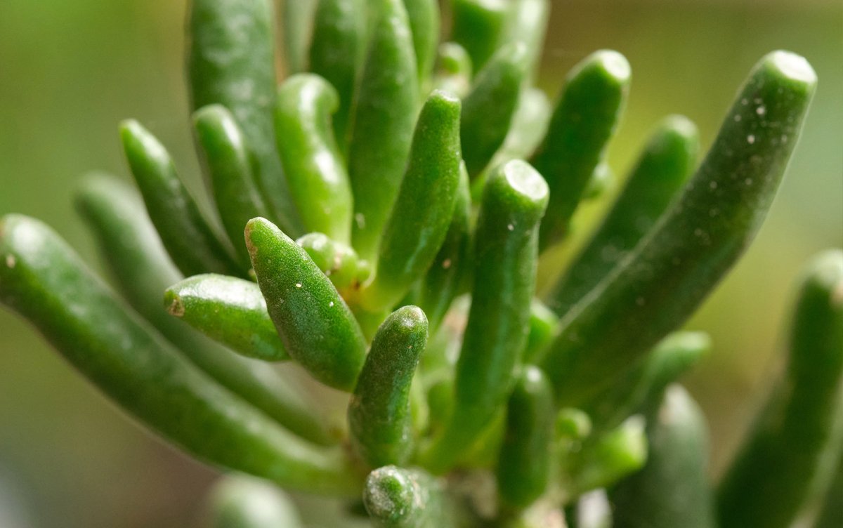 Succulent - Chive Plant Studio