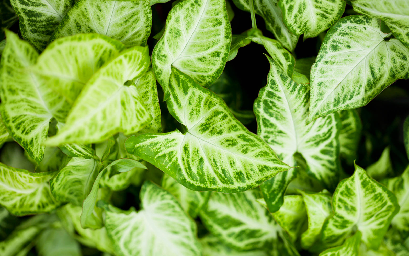 Syngonium - Chive Plant Studio