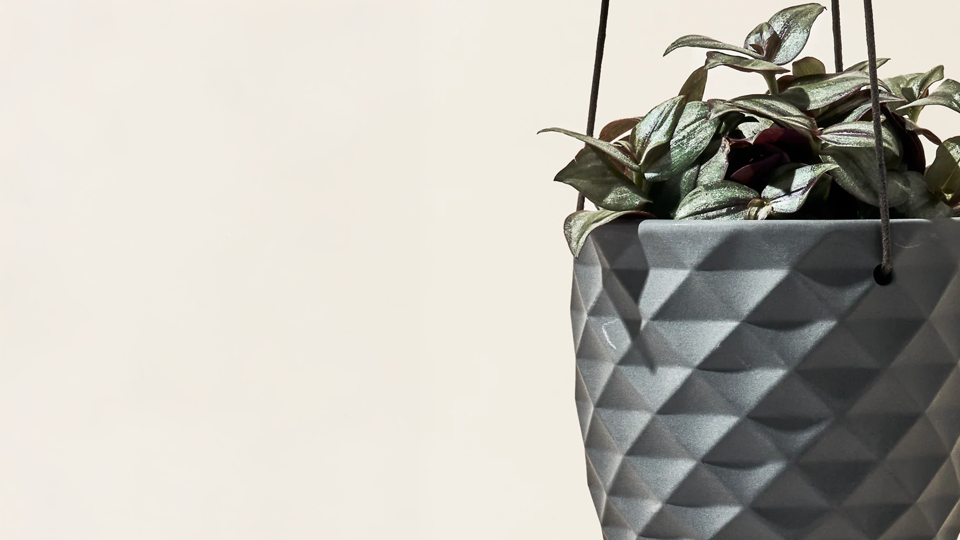 The Top Hanging Plants