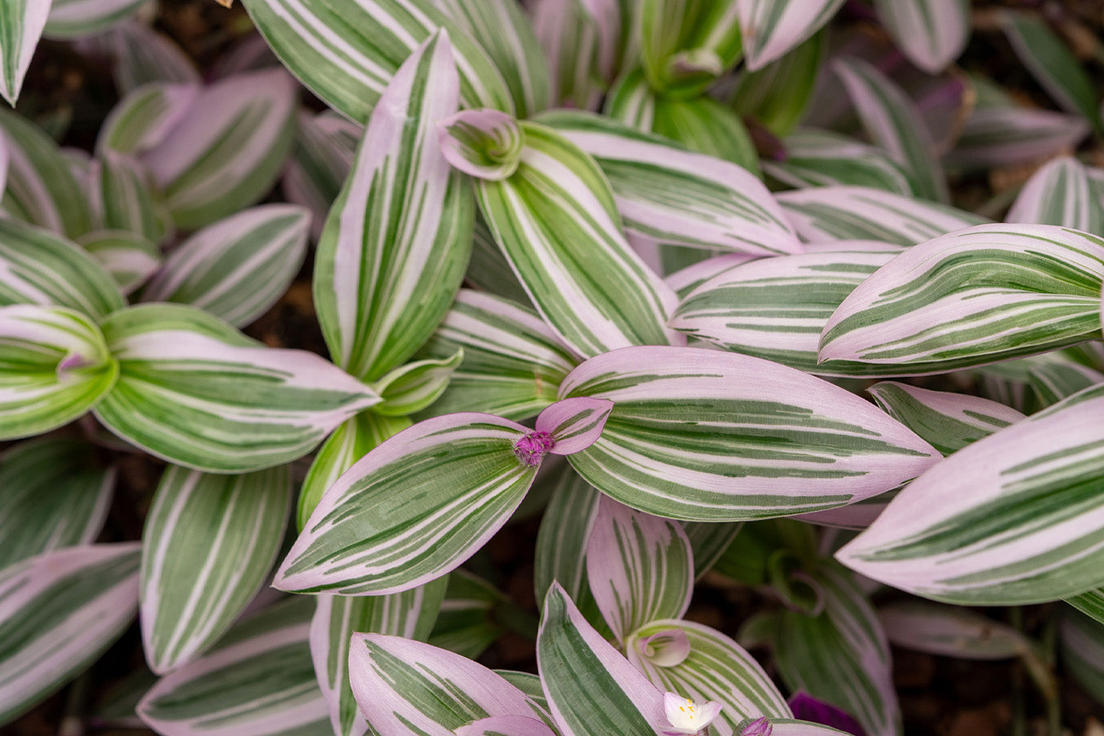 Tradescantia Care: Inch Plant Light, Water and Types - Chive Studio