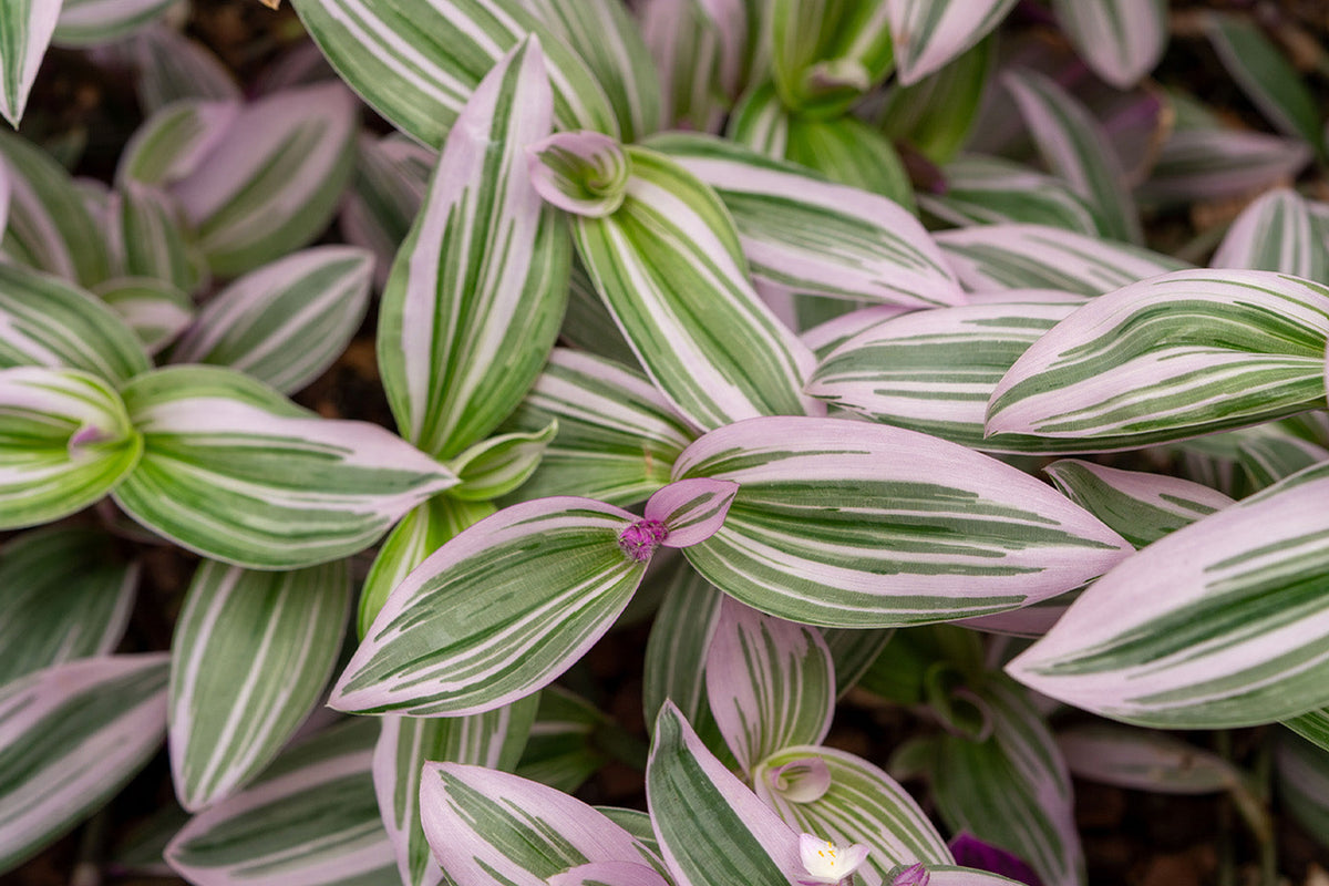 Tradescantia Care: Inch Plant Light, Water and Types - Chive Studio