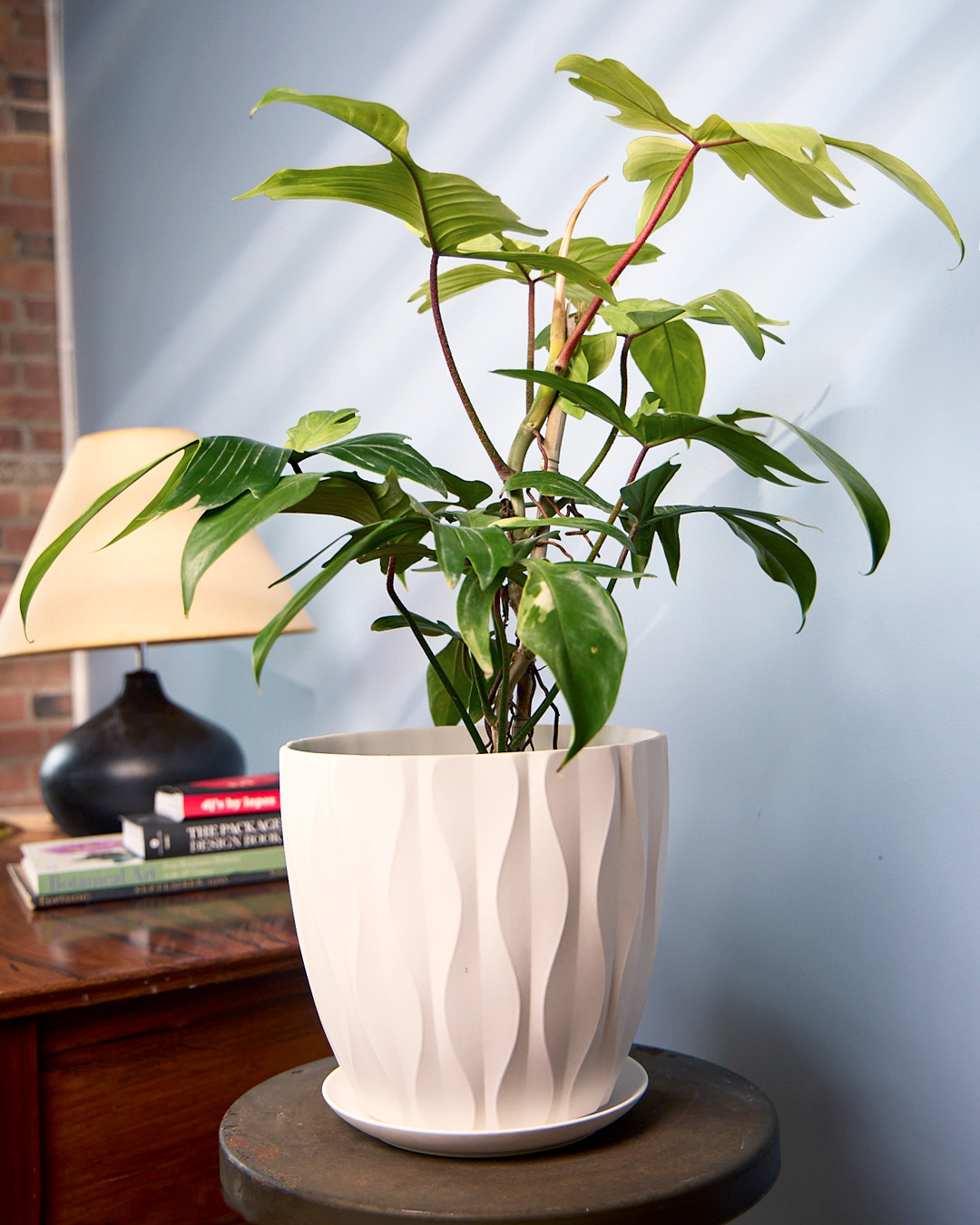 Best Plant Shop in Downtown Toronto