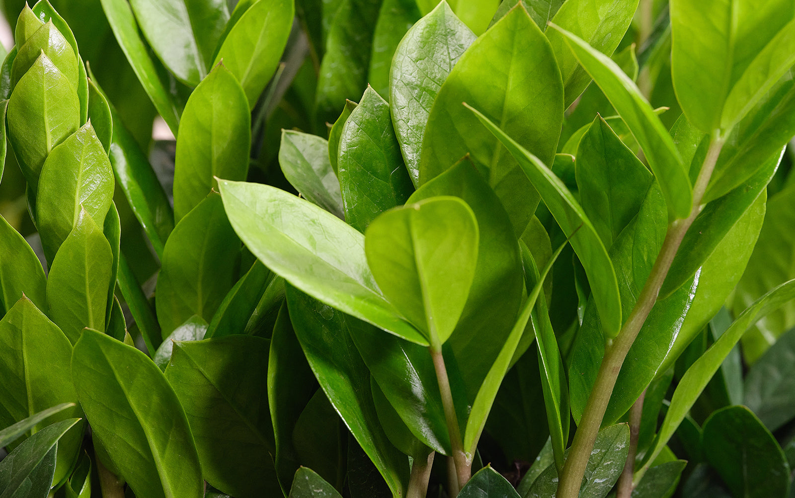 The Window Whisperer's Guide to Botanical Cohabitation