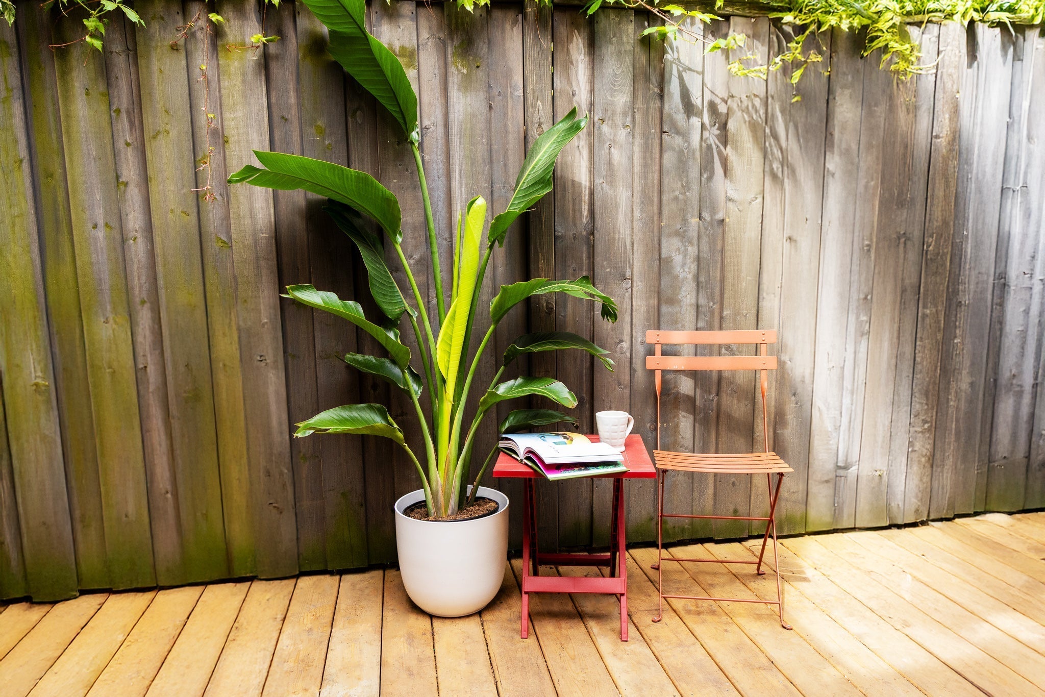 Bring the Tropics Home: Toronto's Hidden Oasis for Exotic Plant Lovers