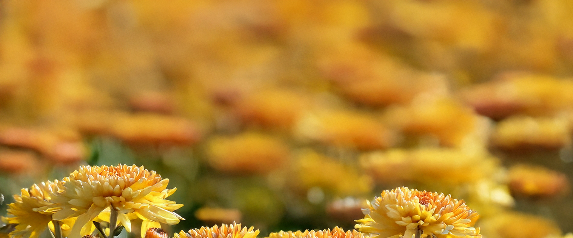 What is My Birth Flower: November