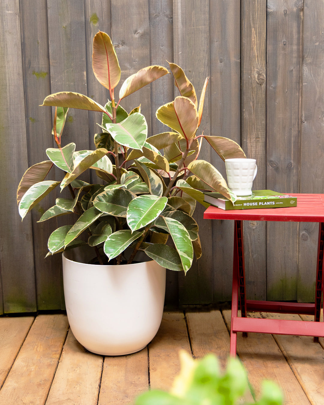 Best Large Indoor Plants Toronto