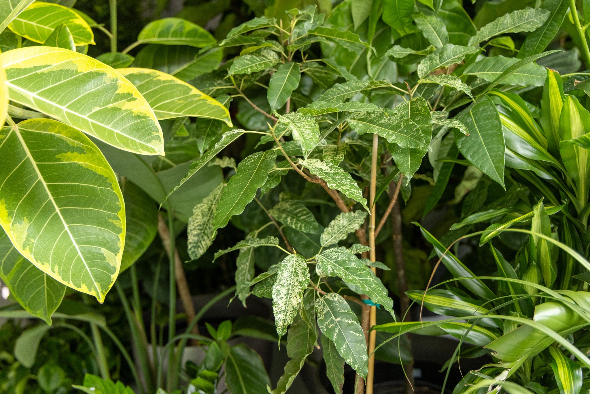 Toronto House Plant Shop Online: Delivering Lush Greenery to Your Doorstep