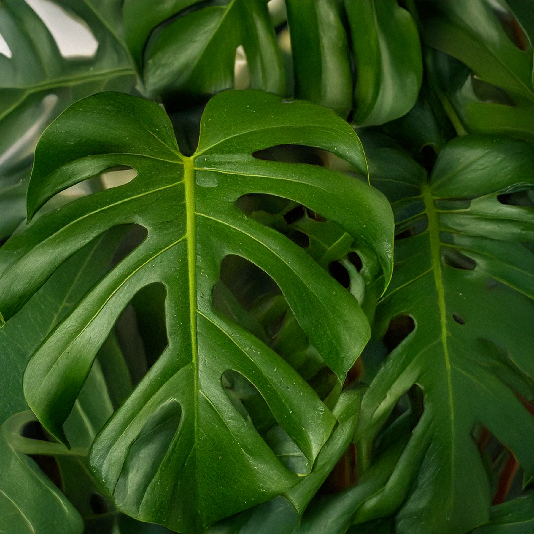 Monstera Varieties 101