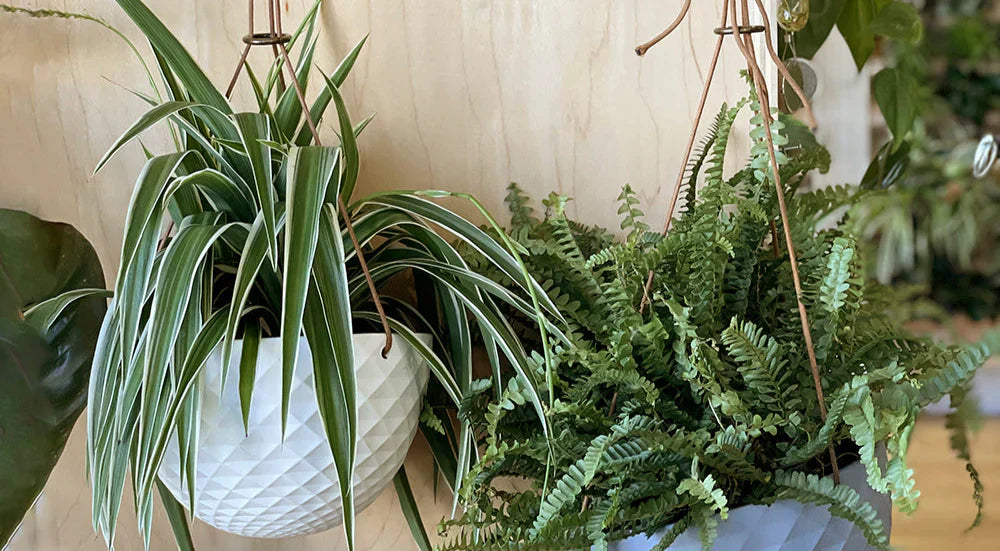 Best Hanging Planters for Indoor Plants