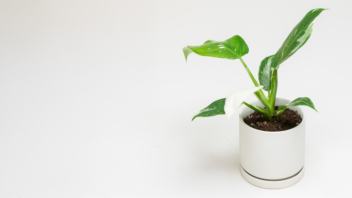 Low Light Plants Toronto: Thriving Greenery for Dim Spaces and North-Facing Homes