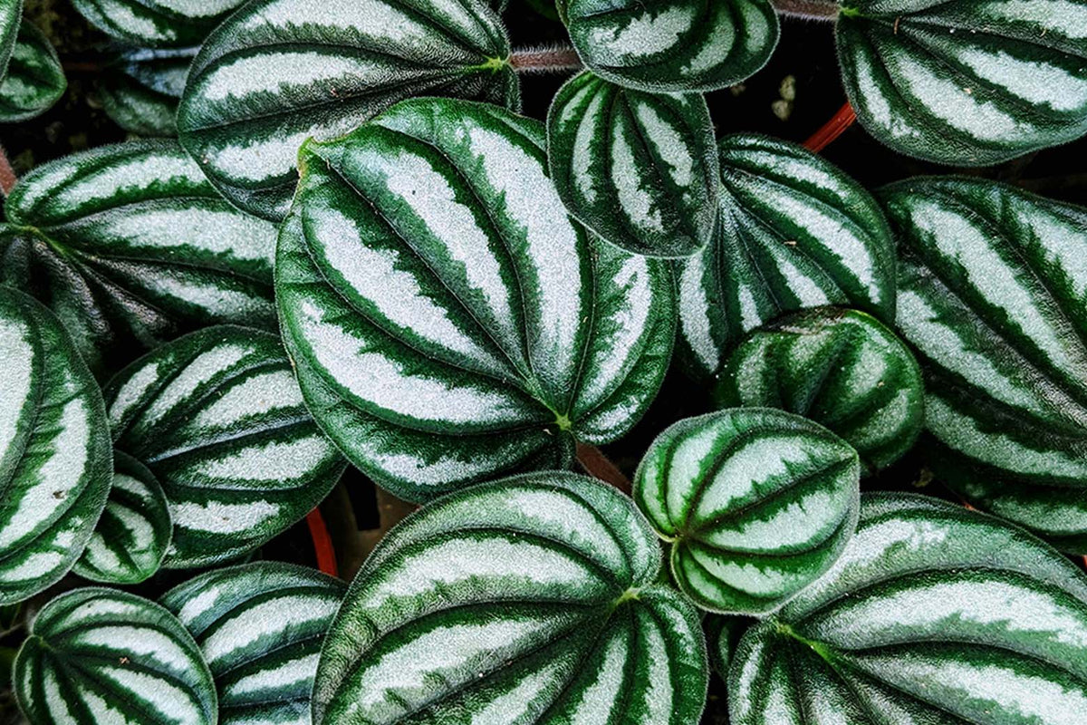 Peperomia Plant Care: Light, Water, Soil and Types - Chive Studio