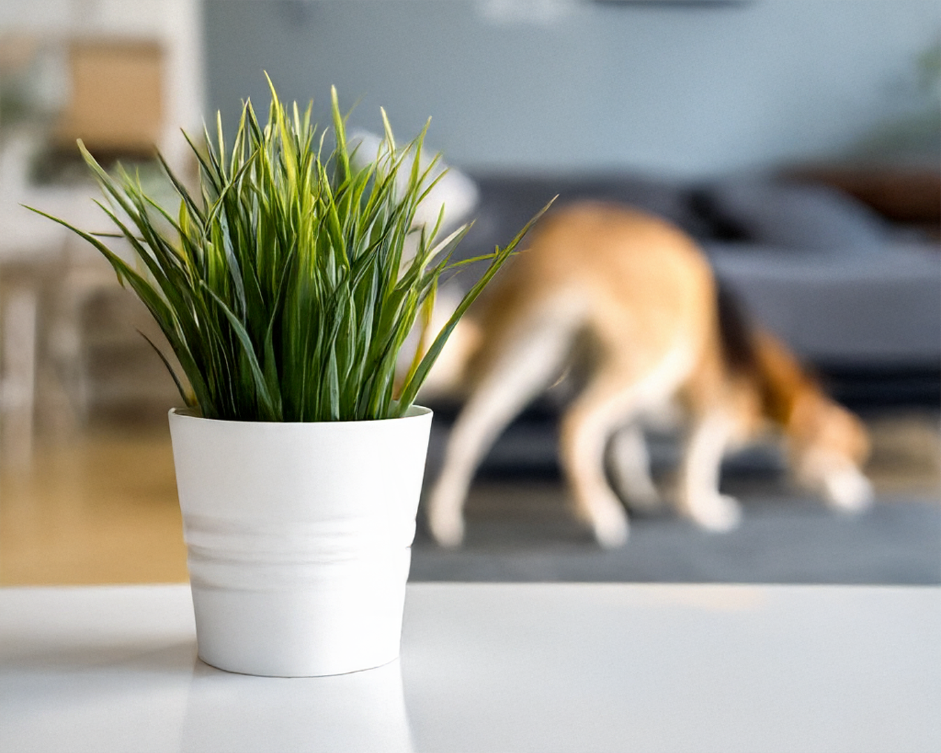 Pet-Friendly Plants Toronto: Safe Greenery for Your Furry Friends