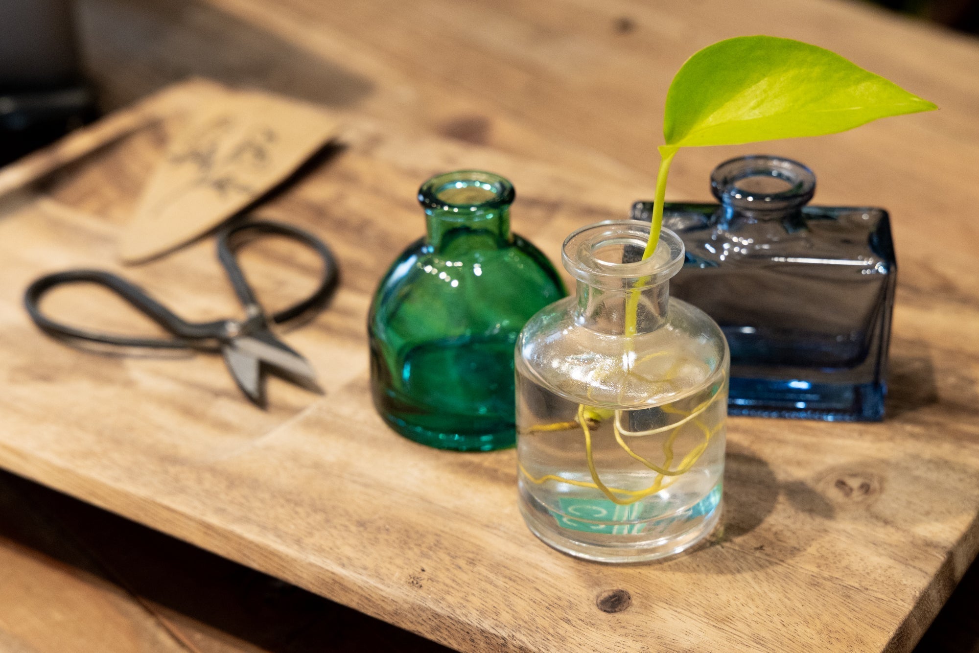 Plant Propagation Made Simple