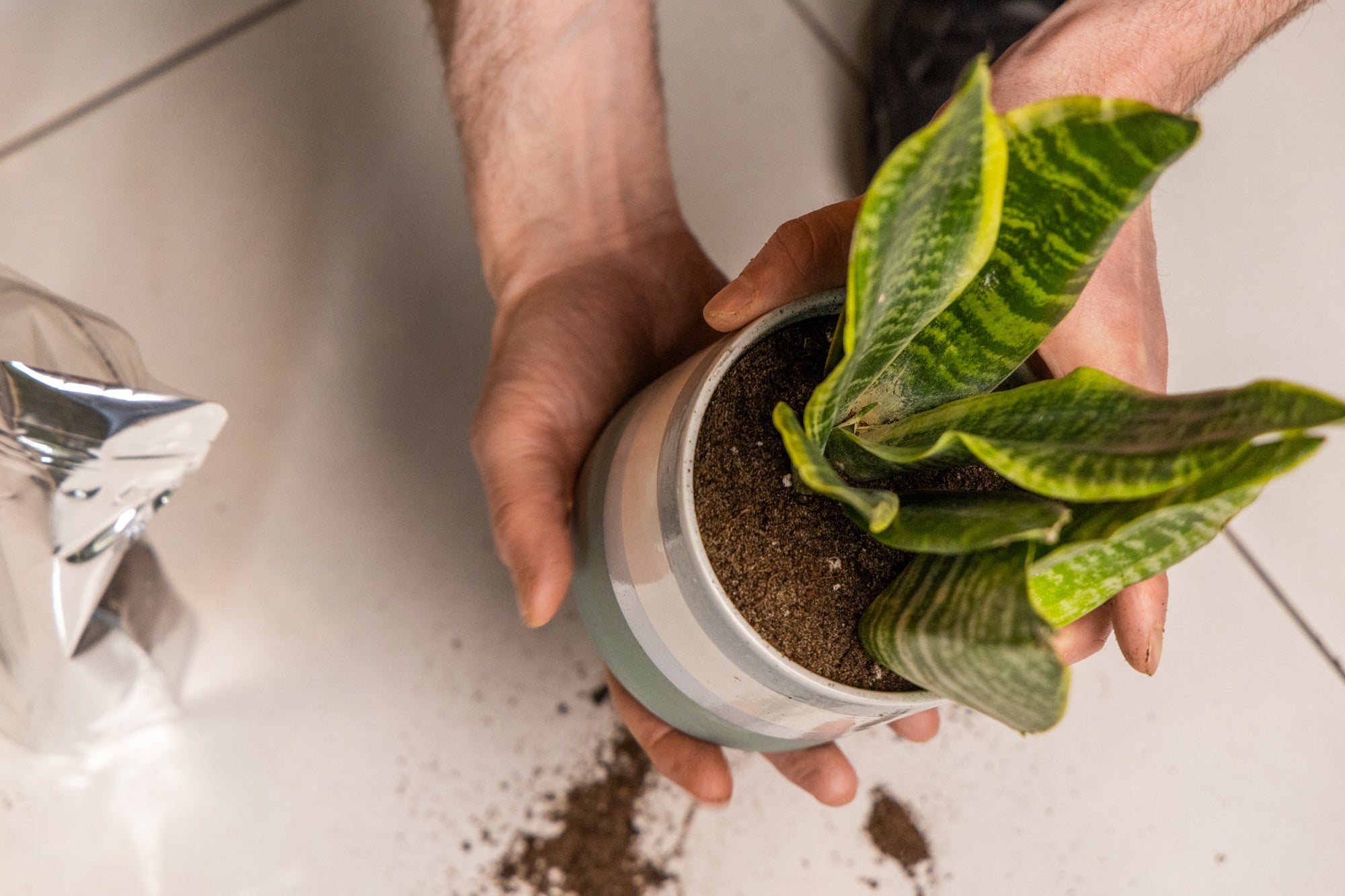 Snake plant being repotted into a Minute pot by Chive