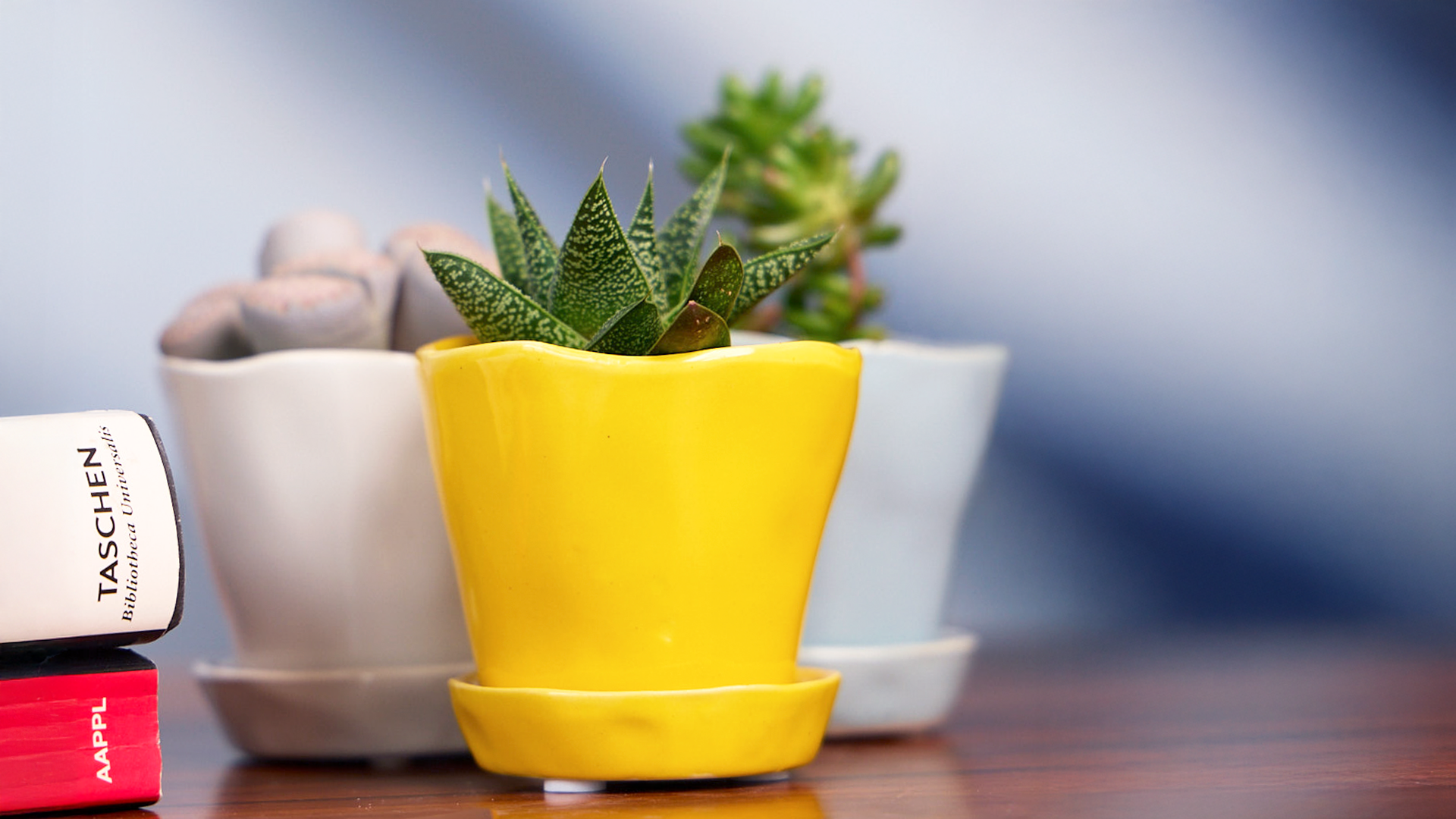 The Best Indoor Plant Pots
