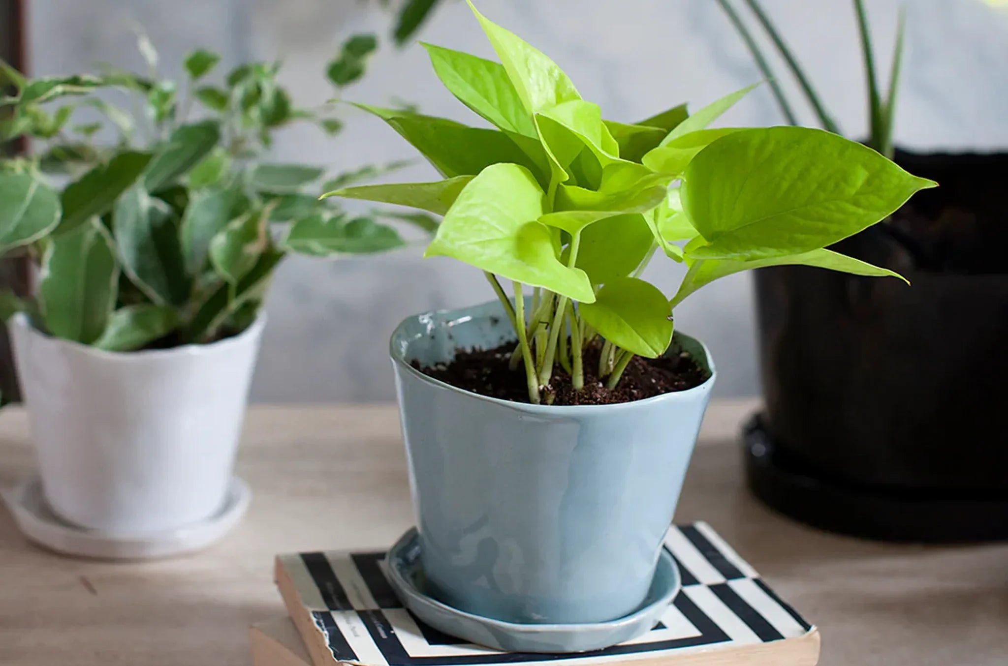 Top Indoor Plant Pots That Transform Your Home Decor