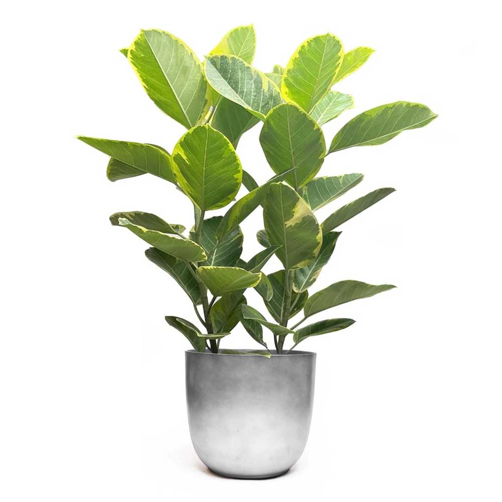 A potted rubber plant with large, glossy green leaves in a simple gray pot, set against a plain white background.