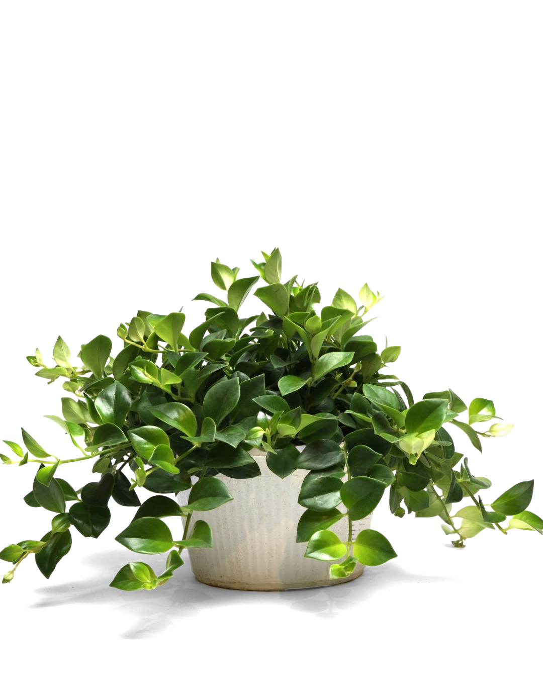 A lush green plant with broad leaves cascading over the sides of a white ceramic pot, set against a plain white background.