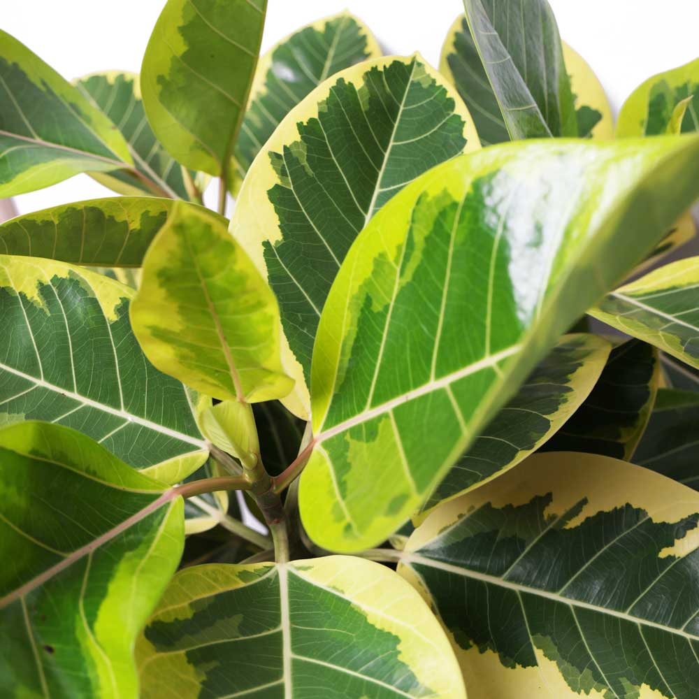 A close-up of a plant with large, glossy leaves. The leaves are a vibrant green with bold cream-yellow variegation on the edges, creating a striking and lush appearance.