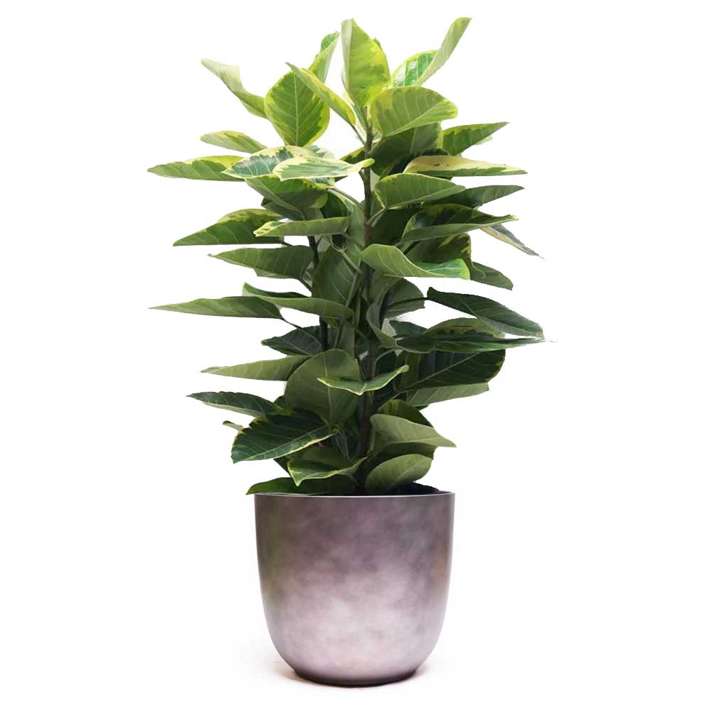 A tall potted plant with lush green leaves in a smooth, gray planter against a white background.