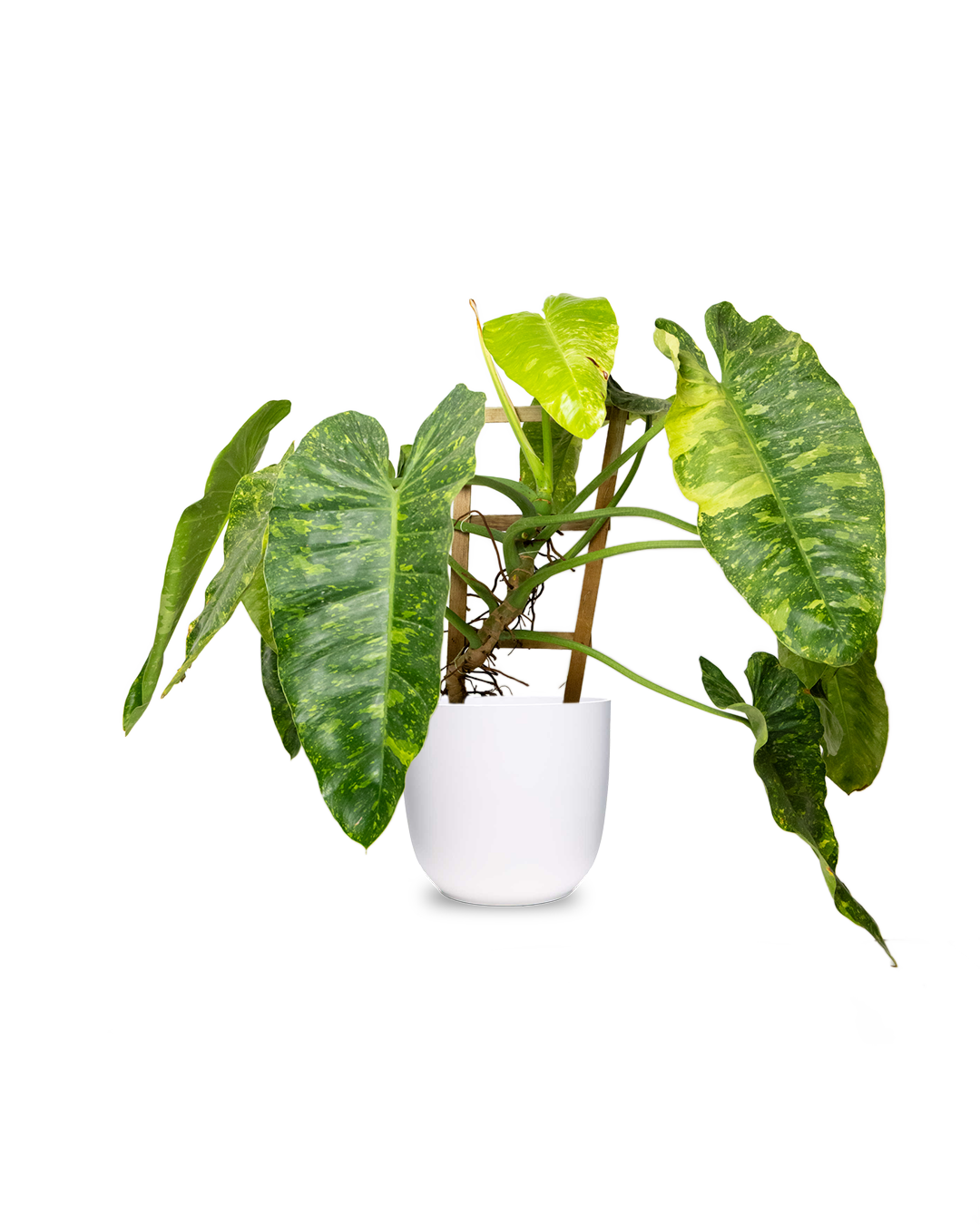 A potted plant with large, green, variegated leaves sits in a white pot on a white surface against a plain white background.