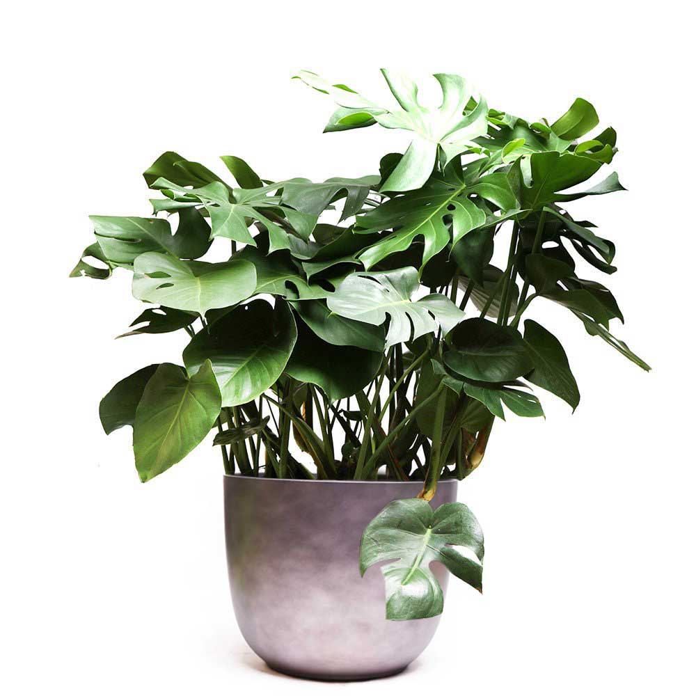 A lush Monstera plant in a light gray pot, showcasing its large, glossy green leaves with distinctive holes, set against a white background.