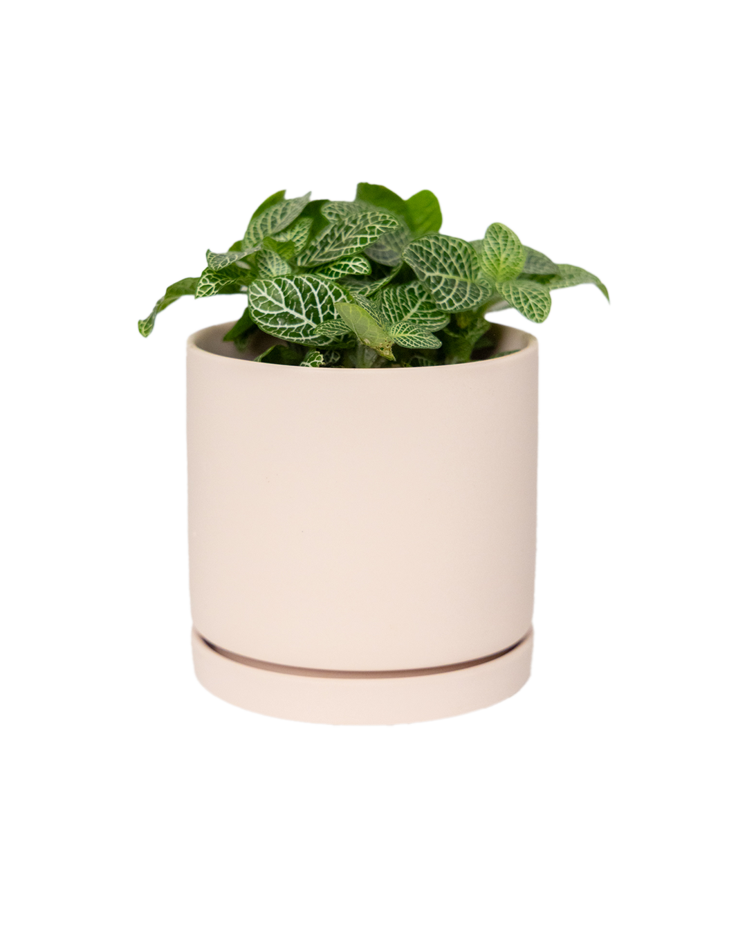 A small green plant with white veined leaves grows in a simple, light beige ceramic pot with a matching saucer, set against a plain white background.