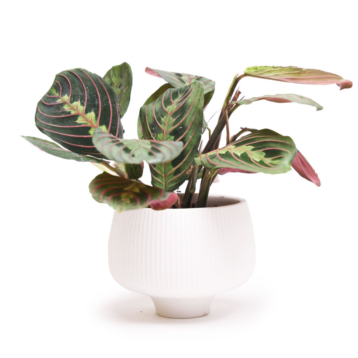 A green and pink prayer plant with large, patterned leaves in a white ceramic pot against a plain white background.