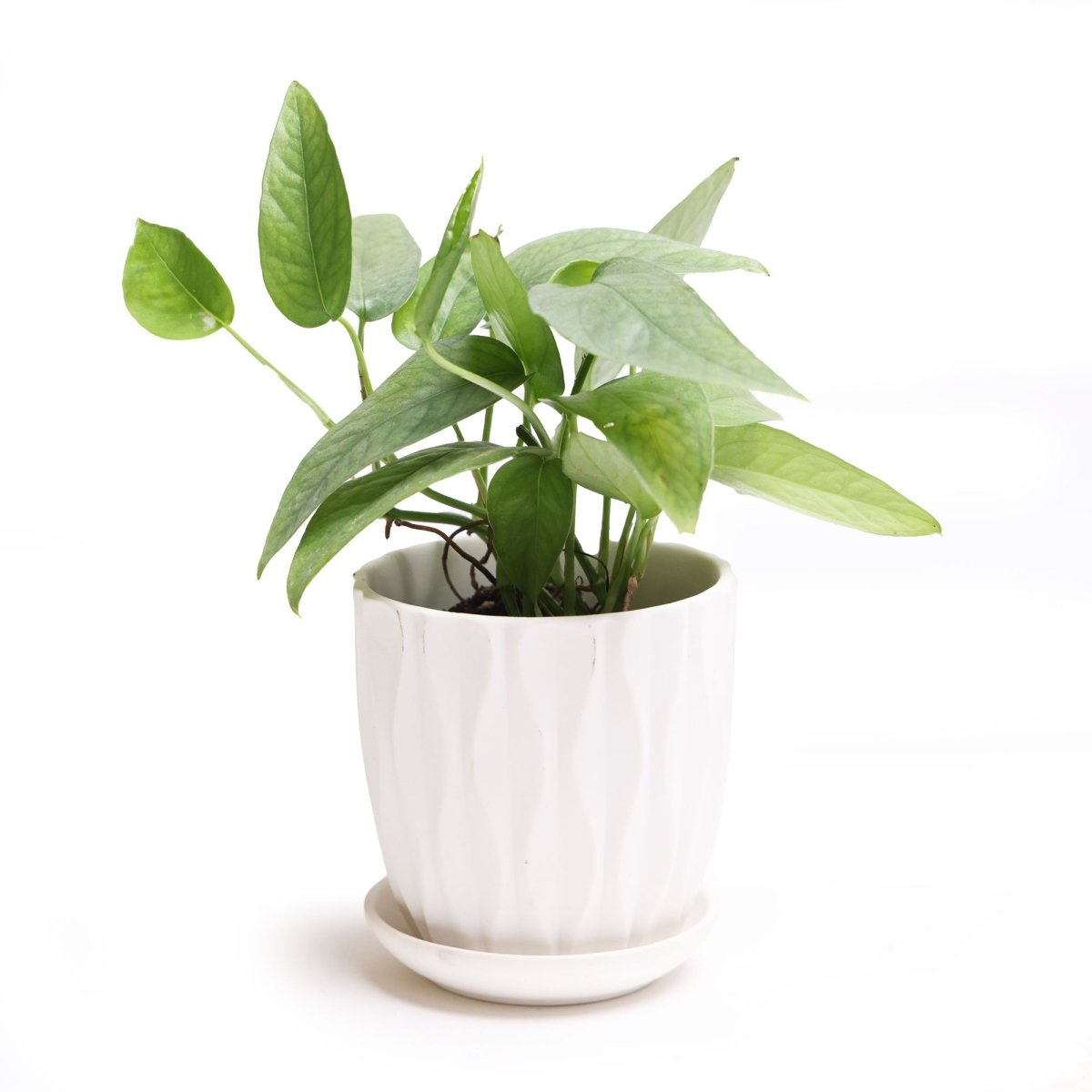 A green houseplant with elongated leaves in a textured white pot, placed on a matching saucer, set against a white background.