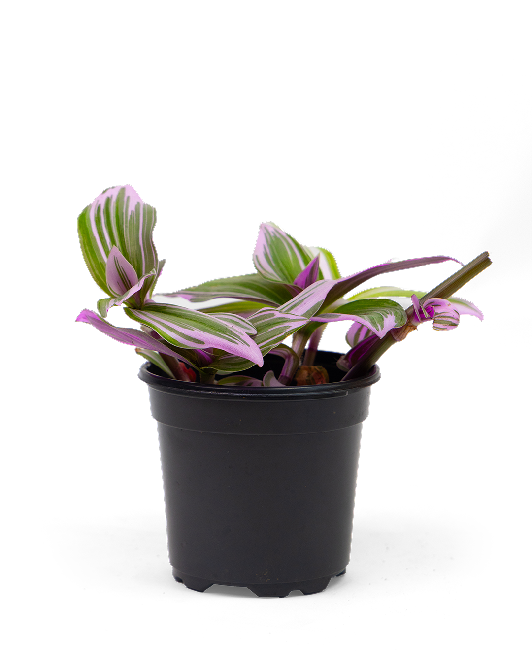 A small potted plant with green and purple striped leaves, growing in a black plastic pot, isolated on a white background.