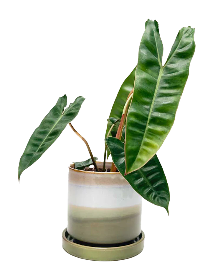 A potted plant with large, glossy green leaves and prominent veins, placed in a white and green ceramic pot on a matching saucer.