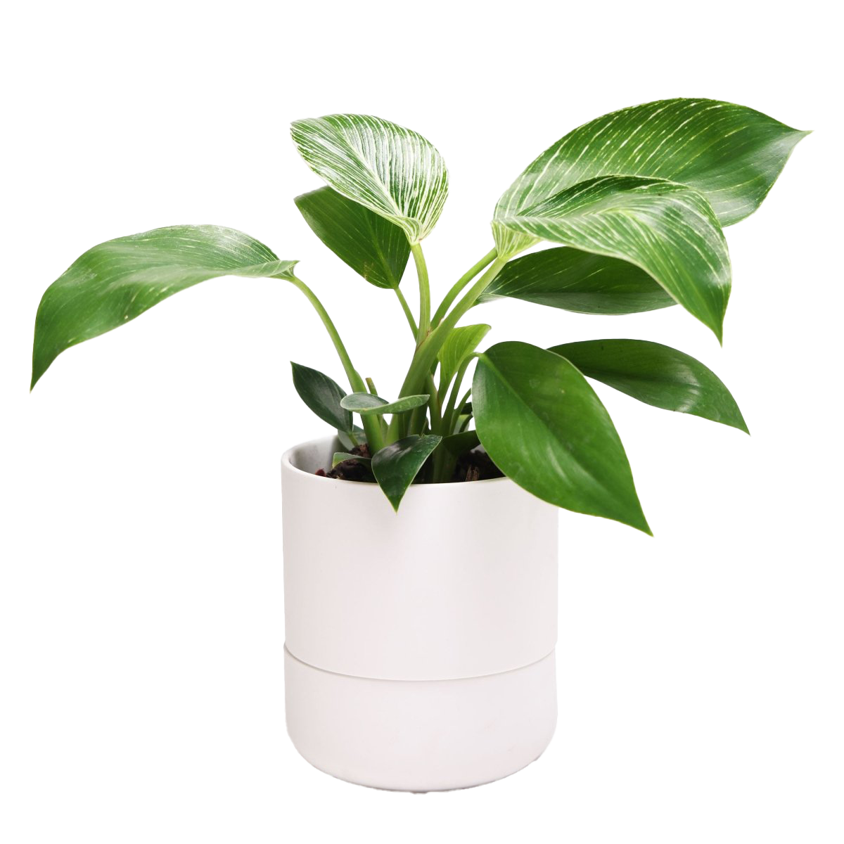 A potted plant with large, glossy green leaves featuring white streaks, placed in a sleek white pot against a plain white background.